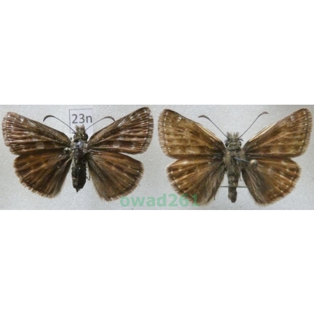 Erynnis tages (Linnaeus, 1758) pair Czech23n